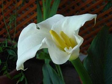 Flor%20cala%201.JPG