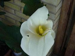 Flor%20cala%202.JPG
