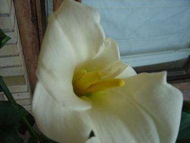 Flor%20cala%203.JPG