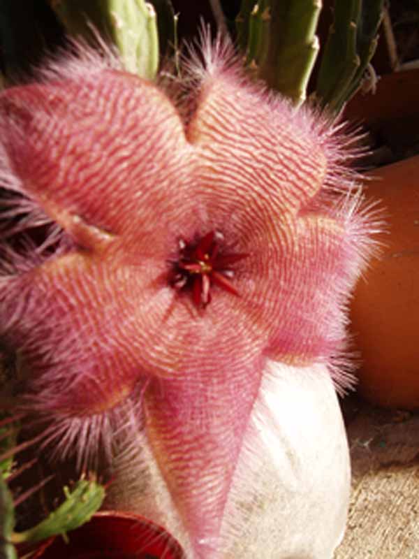 flor%20crasa.jpg