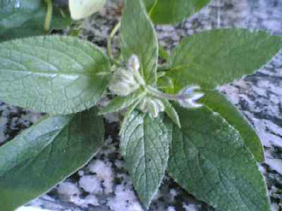 Flor%20de%20borrajas%7E0.jpg