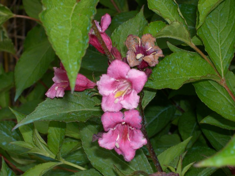 Flor%20Desconocida.jpg
