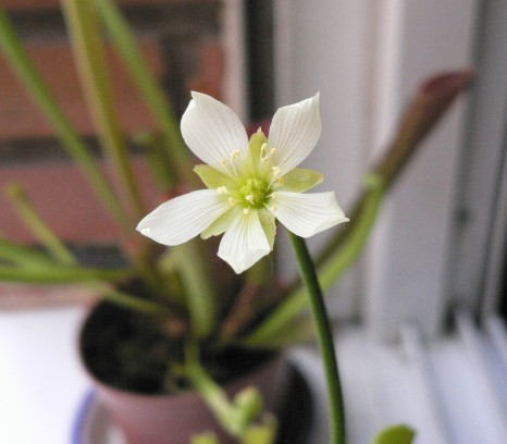 Flor%20dionea.jpg