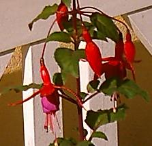 flor%20fuchsia.JPG