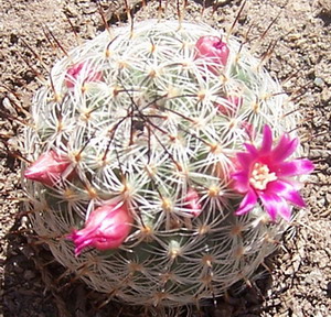 flor%20fucsia%7E0.jpg