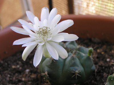 flor%20gymnocalycium1.jpg