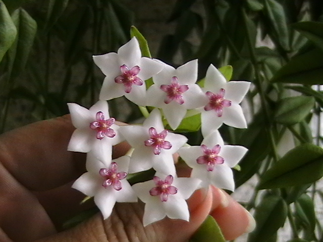 flor%20h.%20bela.jpg