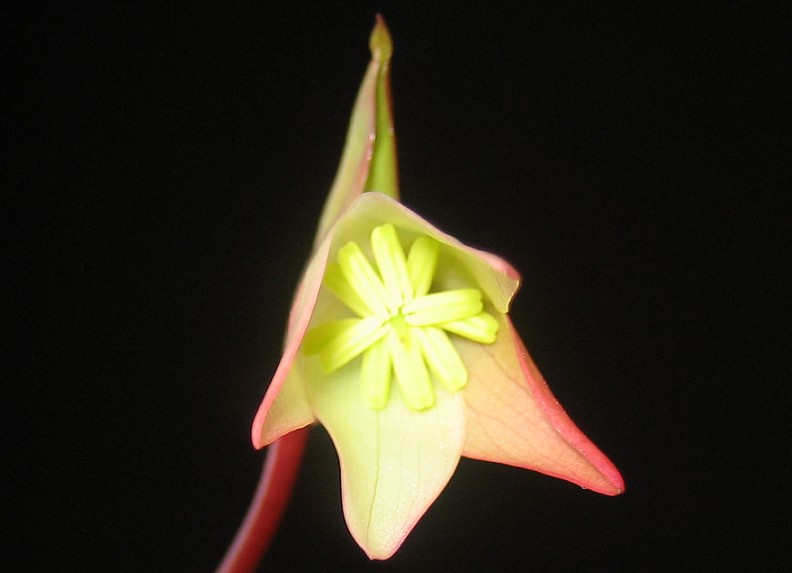 Flor%20Hel.%20desde%20abajo.JPG