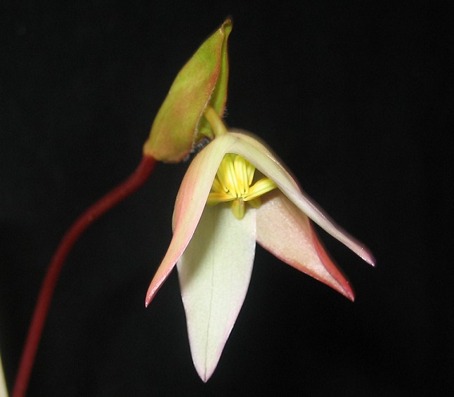 Flor%20heliamphora%20019.jpg