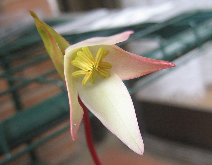 Flor%20heliamphora%20035.jpg