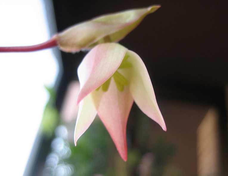 Flor%20Heliamphora%201-5-2006.jpg
