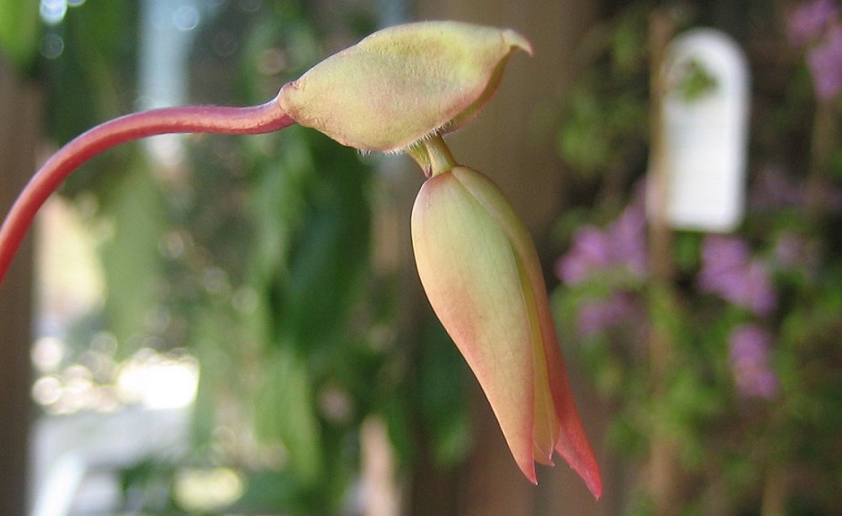 Flor%20heliamphora%20corte%20.jpg
