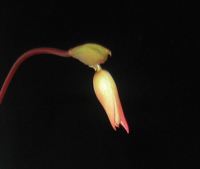 Flor%20heliamphora%20fondo%20negro.jpg