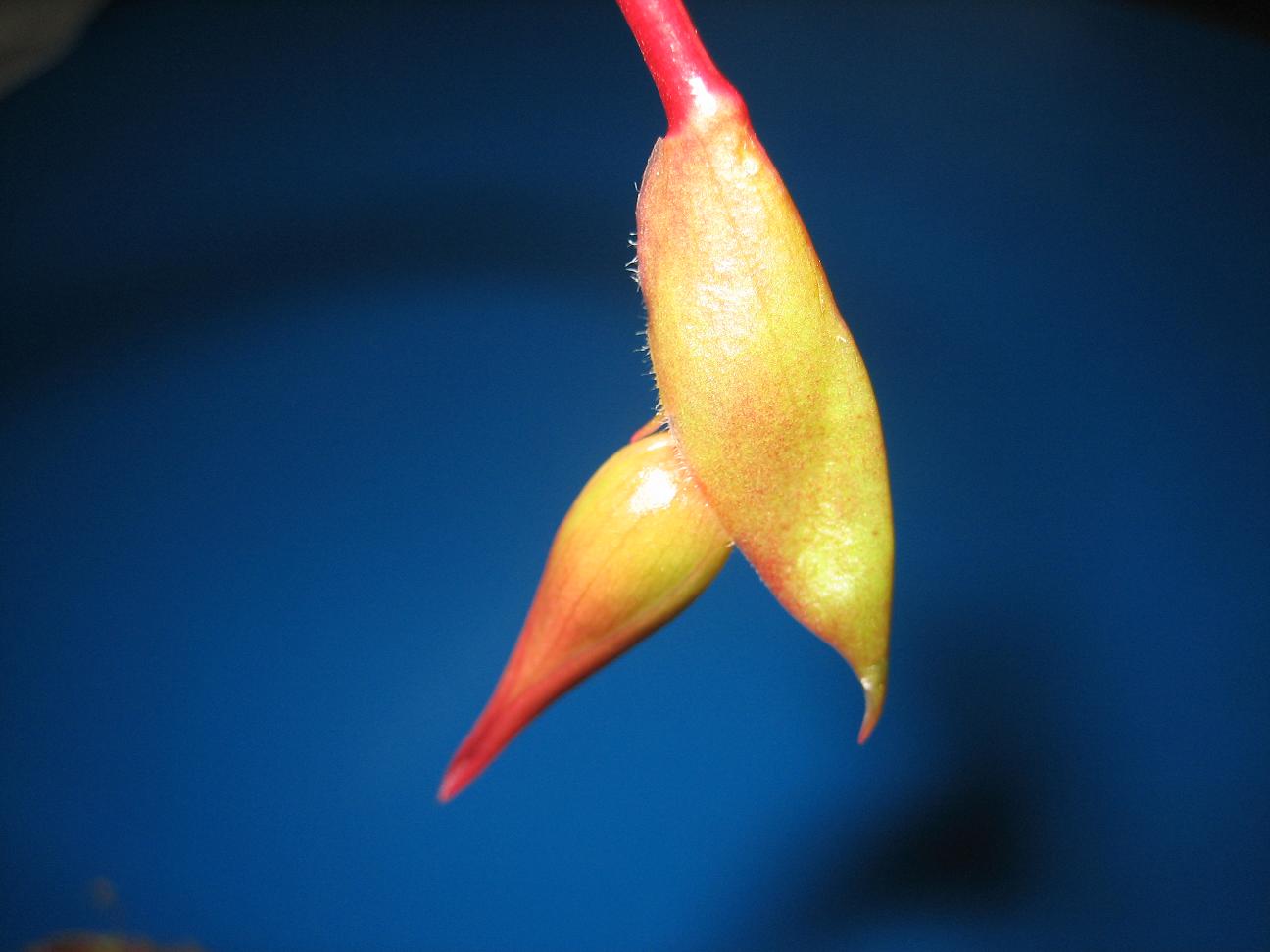 Flor%20Heliamphora%20Red..JPG
