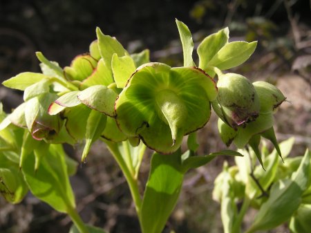 flor%20helleborus%20foetidus02.jpg