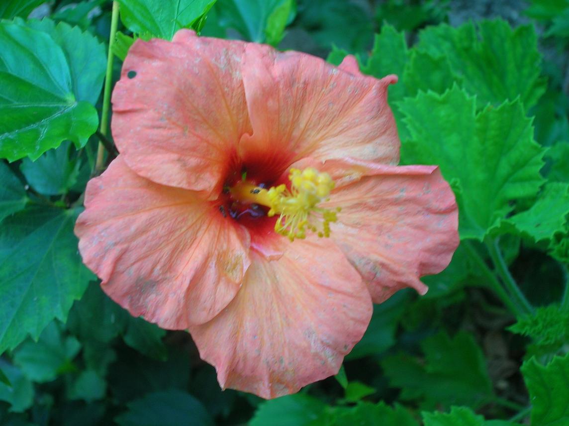 flor%20hibiscus%20naranja.JPG