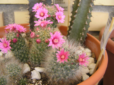 flor%20mammillaria%20zeilmaniana%20p2.jpg