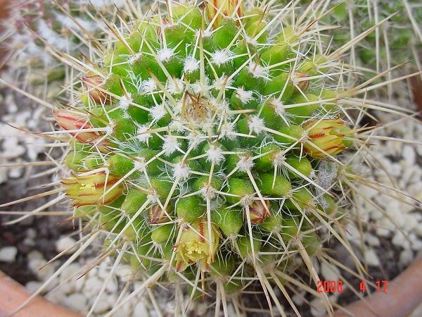 flor%20mammillariaria.JPG