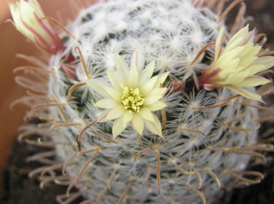 flor%20nana%20duwei.jpg