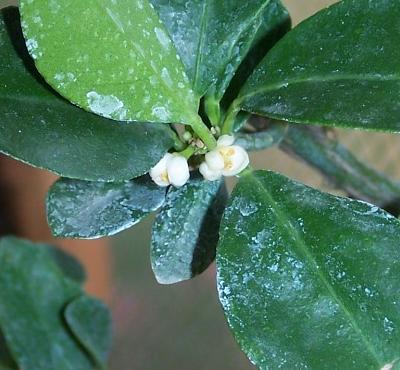 flor%20obovata.jpg
