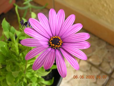 flor%20ok.JPG
