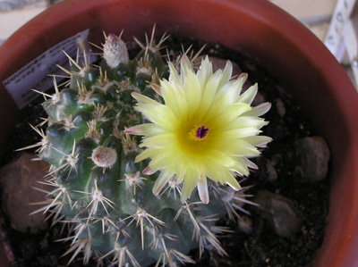 flor%20parodia%20submammulosa.jpg