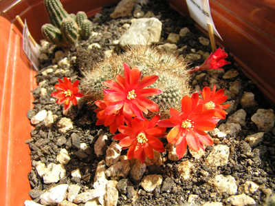 flor%20rebutia%20albiareolata.jpg