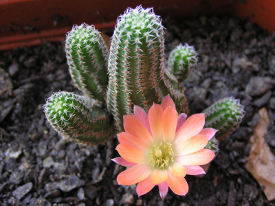 flor%20rebutia%20torquata1.jpg