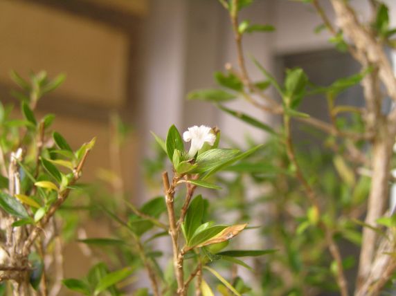 flor%20serissa%2001.jpg