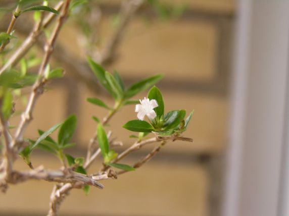 flor%20serissa%2002.jpg