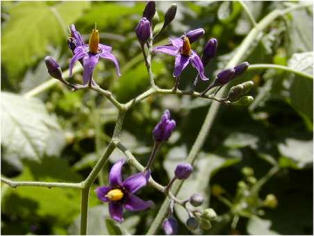 flor%20solanum01.jpg