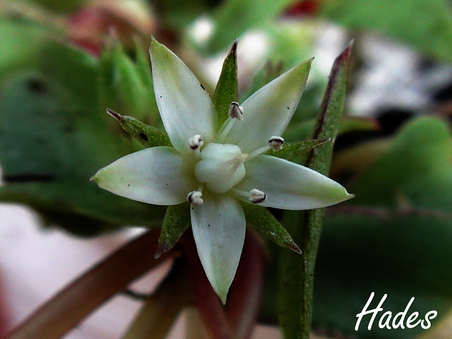 flor%2520.jpg
