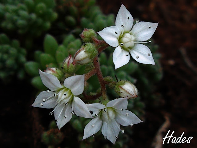 flor%25202%2520sedum%2520mini.jpg
