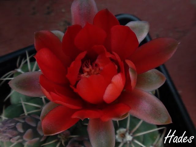 flor%2520cactus%2520aquipi.jpg