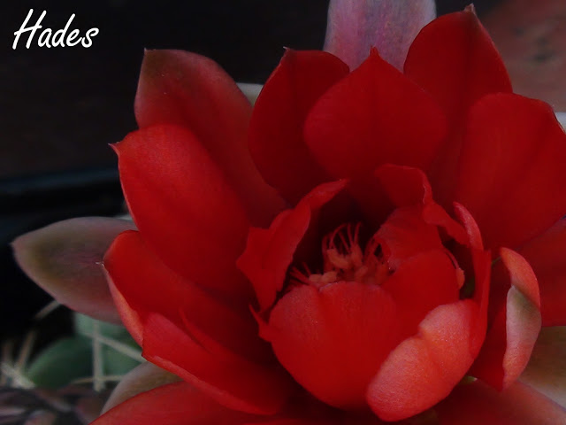 flor%2520cactus%2520aquipi2.jpg