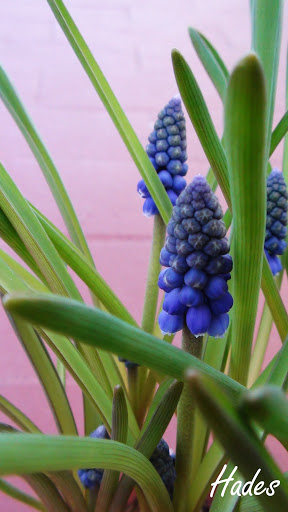 Flor%2520muscari.jpg