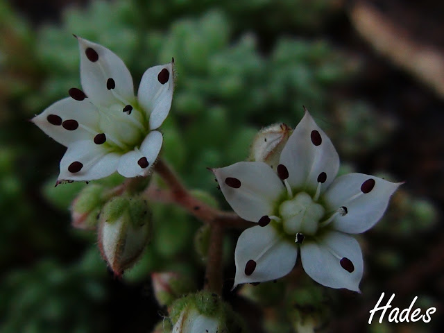 flor%2520sedum%2520mini.jpg
