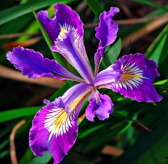 Flor%2Bde%2BIris%2B%2B....jpg