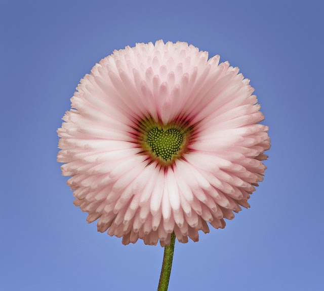 Flor%2Bde%2Bla%2BDalia.jpg