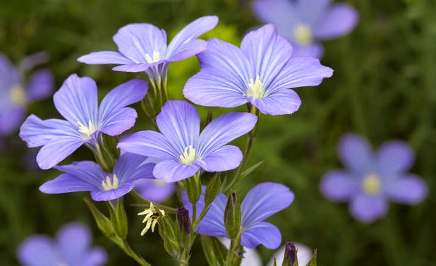 Flor%2Bdel%2BLino.jpg