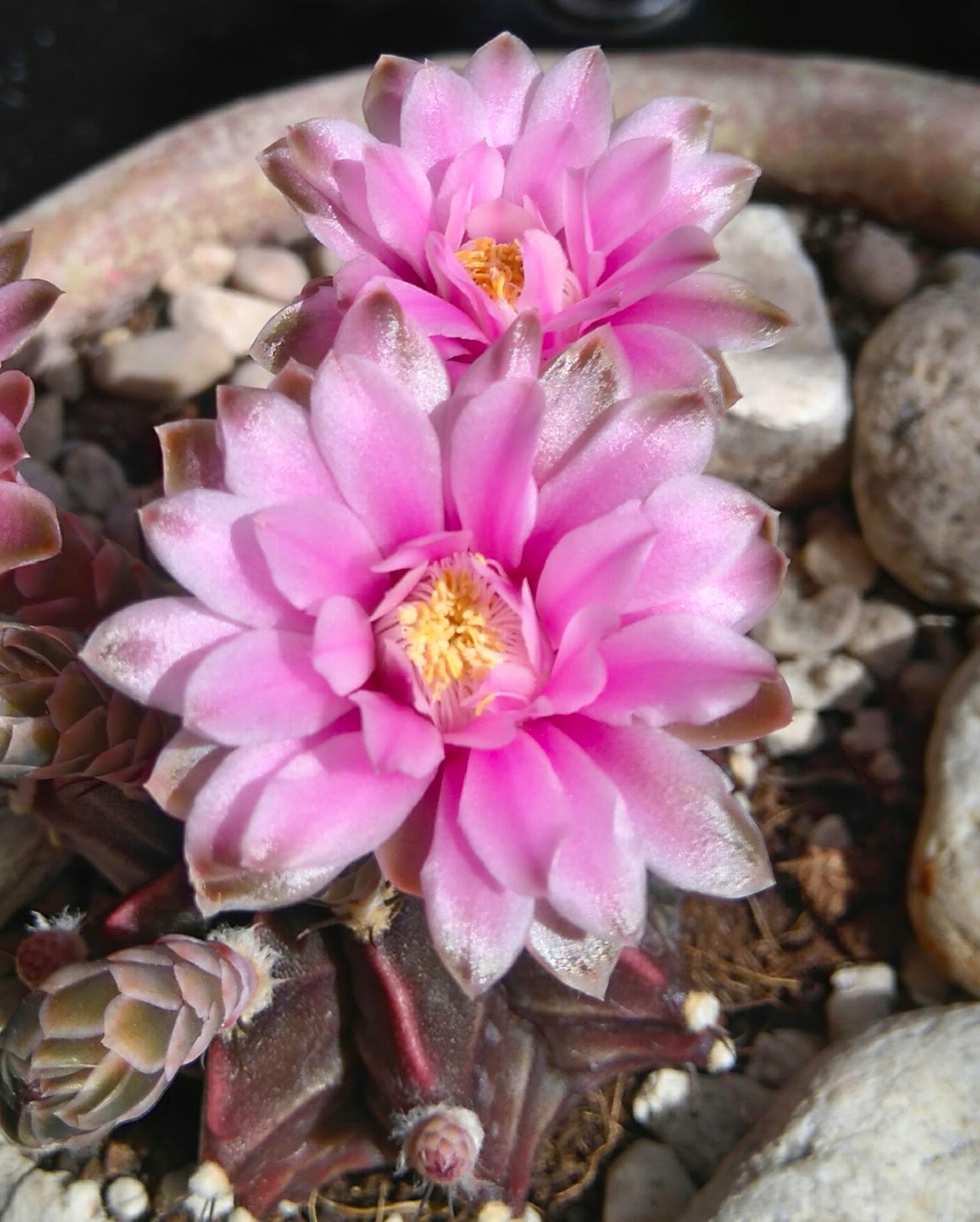 flor%2Bdetalle.jpg