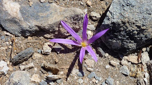 Flor%2Ben%2Bpedregal.jpg