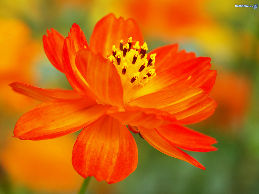 Flor%2Bnaranja.png