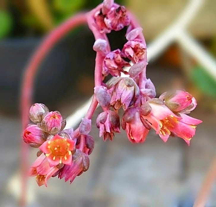 flor%2Bsucu.jpg