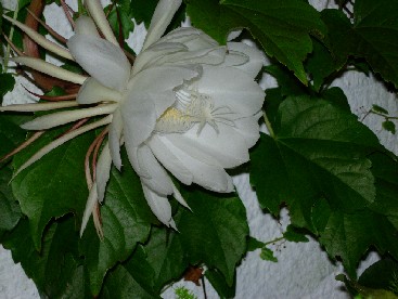 flor%7E11.jpg