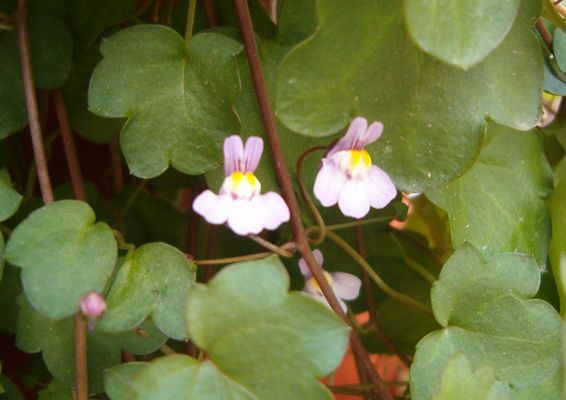 flor%7E5.JPG
