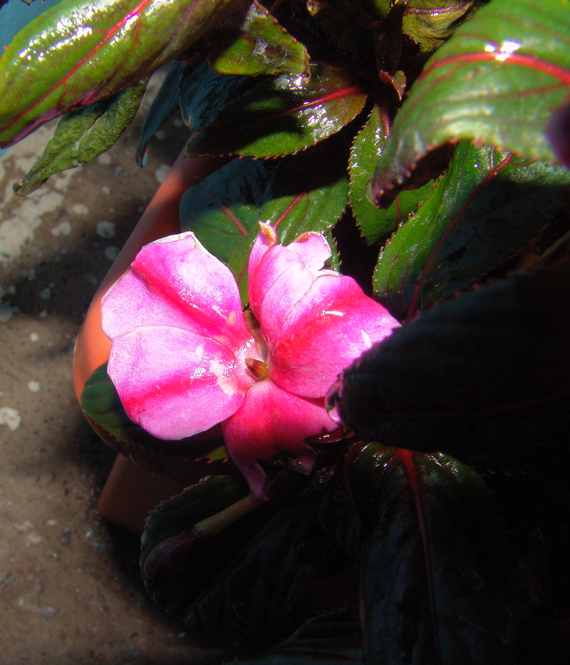 flor-algo-deshidratada-por-el-sol.jpg