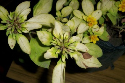flor amarilla 2.jpg