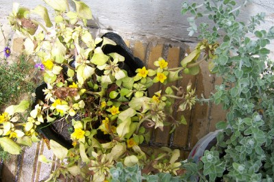 flor amarilla.jpg