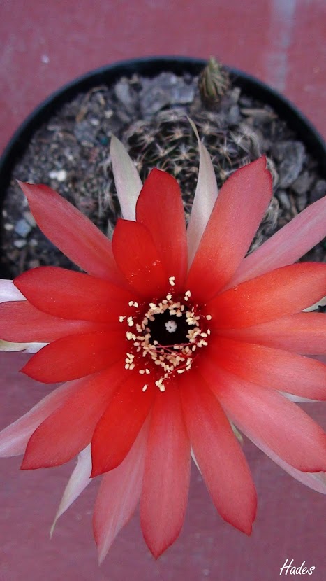 flor+arriba.jpg
